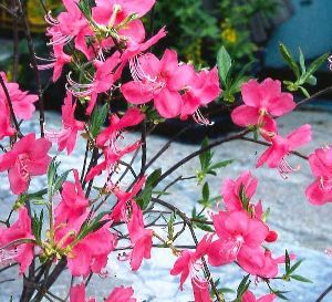 ムラサキヤシオツツジ（紫八汐ツツジ） 3寸ポット植え | 日本花卉