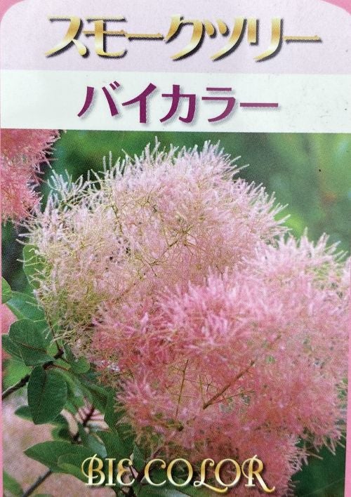 スモークツリー バイカラー ポット植え 苗 苗木 | 日本花卉ガーデン