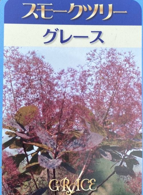 スモークツリー グレース ポット植え 苗 苗木 | 日本花卉ガーデン