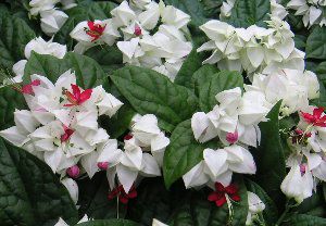 ゲンペイカズラ（クレロデンドロン）源平カズラ 6寸鉢植え | 日本花卉