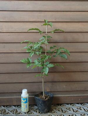 アオダモ（バットの木） ポット苗 苗木 | 日本花卉ガーデンセンター(本店)