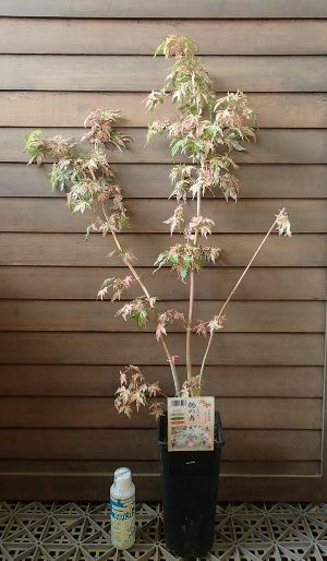 鶴の舞 紅葉（ツルノマイ モミジ） | 日本花卉ガーデンセンター(本店)