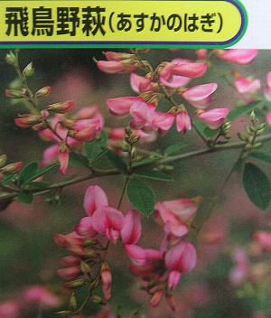 萩 飛鳥野萩 （ポット苗） | 日本花卉ガーデンセンター(本店)