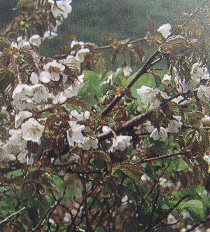 5寸鉢植え】チシマザクラ（千島桜） | 日本花卉ガーデンセンター(本店)