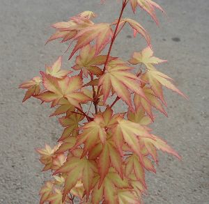 茜 いろは紅葉（アカネ イロハモミジ）（接ぎ木 4寸ポット植え