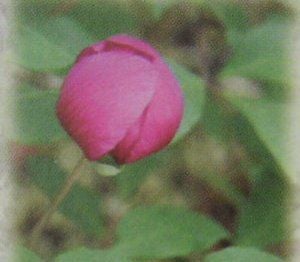 紅花山芍薬 炎 （ヤマシャクヤク 炎） 苗 | 日本花卉ガーデンセンター