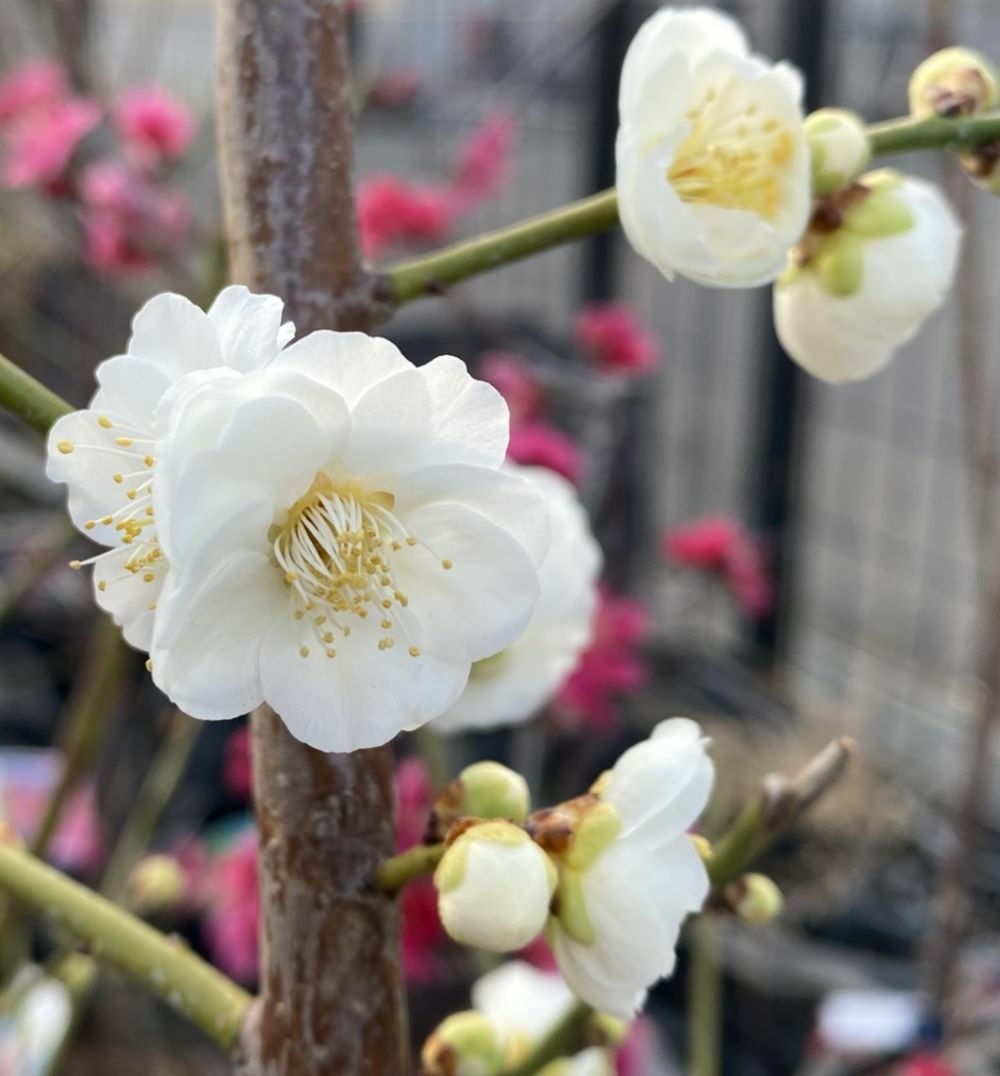 八重緑萼：ヤエリョクガク(花梅） ハナウメ 苗木 苗 | 日本花卉