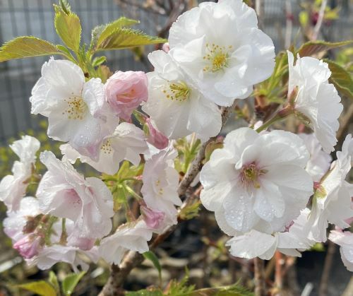 八重紅大島桜：ヤエベニオオシマザクラ（桜） 苗木 さくら 苗 サクラ