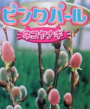 ピンクパールネコヤナギ 猫柳 ポット植え 苗 苗木 | 日本花卉ガーデン