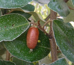 ナワシログミ（苗代グミ）：果樹苗 3寸ポット植え 苗 苗木 | 日本花卉