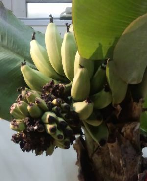 ドワーフモンキーバナナ：熱帯果樹苗 苗 苗木 | 日本花卉ガーデン