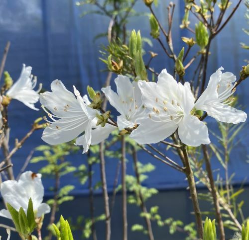 ツツジ 白花三つ葉ツツジ（シロバナミツバツツジ） 白花ミツバツツジ