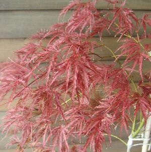 稲葉枝垂れ紅葉(イナバシダレモミジ)(接ぎ木 4寸ポット植え 稲葉枝垂れ紅葉(イナバシダレモミジ)(接ぎ木 4寸ポット植え
