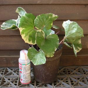 斑入りツワブキ 浮雲錦（鉢植え） | 日本花卉ガーデンセンター(本店)