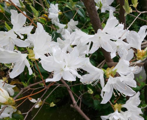 山野草　白花ヨウラクツツジ　大苗 山野草 白花ヤツシロソウの苗① - メルカリ