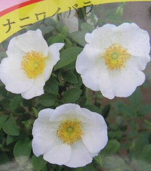 ナニワイバラ（難波薔薇） 5寸鉢植え | 日本花卉ガーデンセンター(本店)