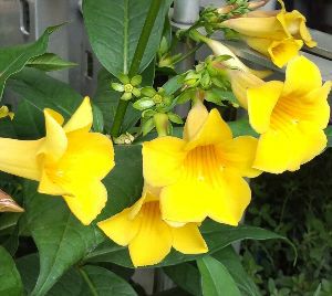 アラマンダ（アリアケカズラ）黄花 | 日本花卉ガーデンセンター(本店)