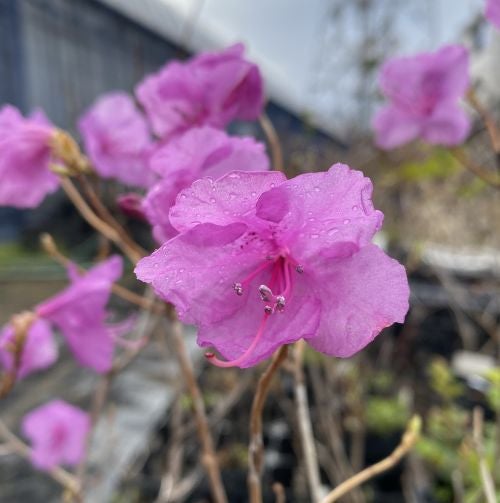 サクラゲンカイツツジ 桜玄海躑躅（サクラゲンカイツツジ）｜植物図鑑