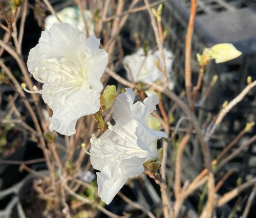 白玄海ツツジ（白花玄海躑躅） シロバナゲンカイツツジ | 日本花卉