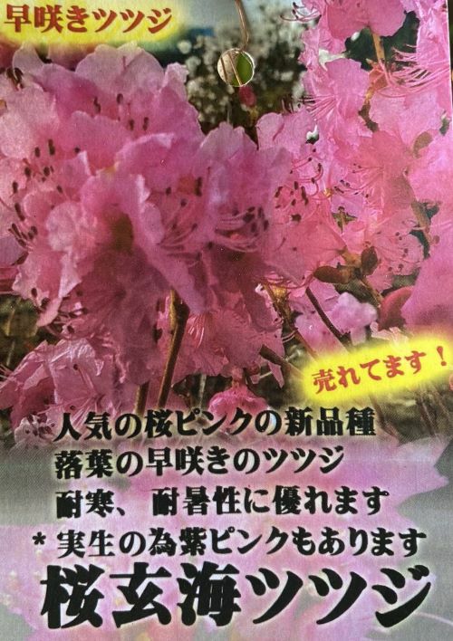 桜玄海ツツジ（サクラゲンカイツツジ）根巻苗 | 日本花卉ガーデン