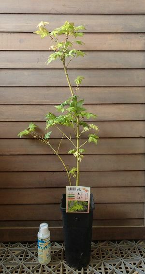 もみじ　植木 寄せ植えのもみじ🍁 緑すぎて心配してたらやっと紅葉してきました🍁