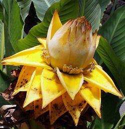 チユウキンレン（雲南地湧金蓮） 5寸ポット植え | 日本花卉ガーデン