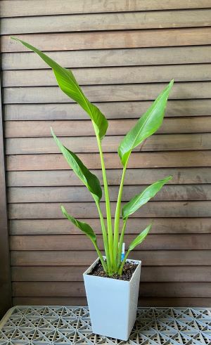 旅人の木（タビビトノキ） 6寸スクエア鉢植え | 日本花卉ガーデン