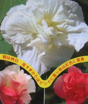蕾付き!大株 酔芙蓉