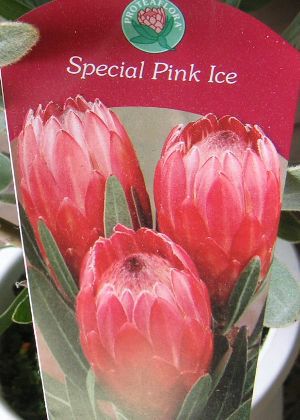花芽付 7寸】 プロテア スペシャルピンクアイス（鉢植え） | 日本花卉