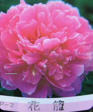 芍薬（シャクヤク） 花籠 | 日本花卉ガーデンセンター(本店)