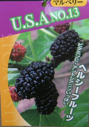 U.S.A NO.13（桑、マルベリー）：果樹苗 | 日本花卉ガーデンセンター(本店)