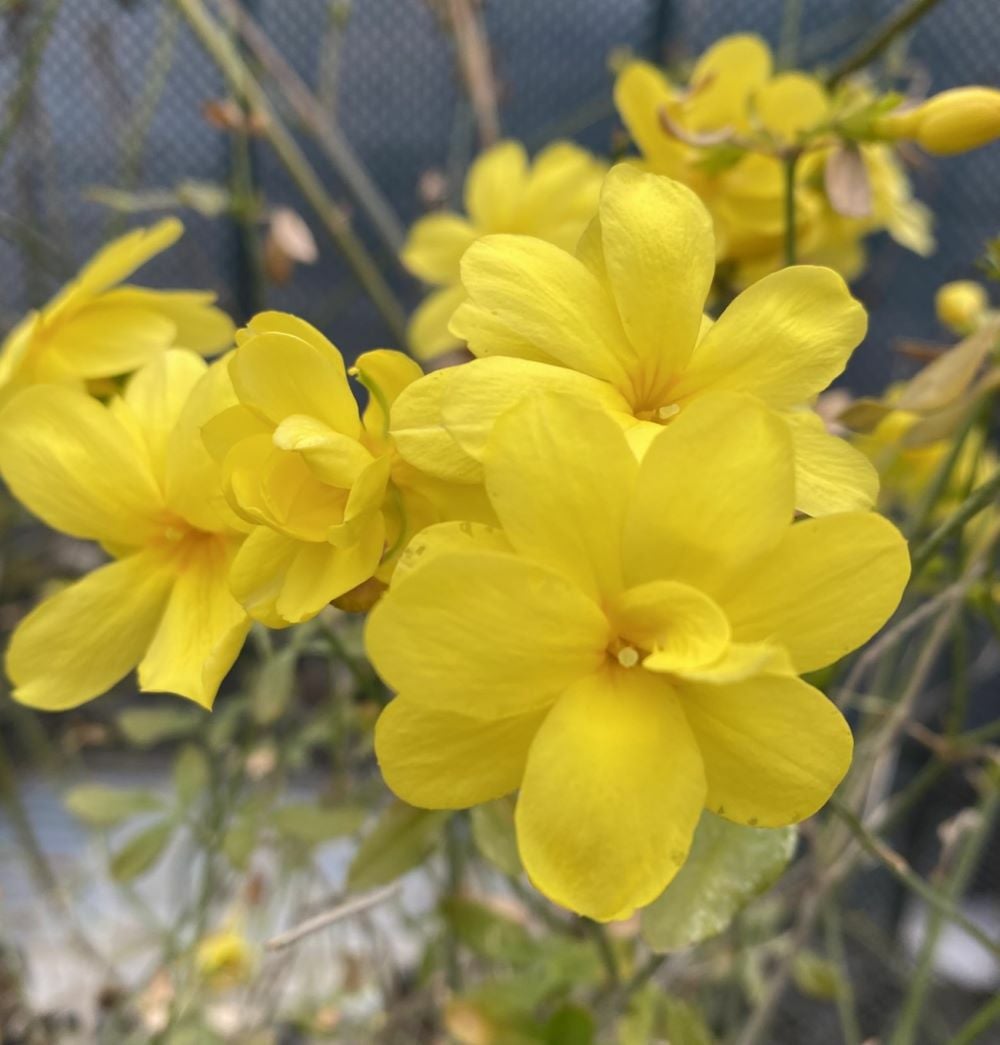 雲南黄梅（ウンナンオウバイ） 3寸ポット植え | 日本花卉ガーデン