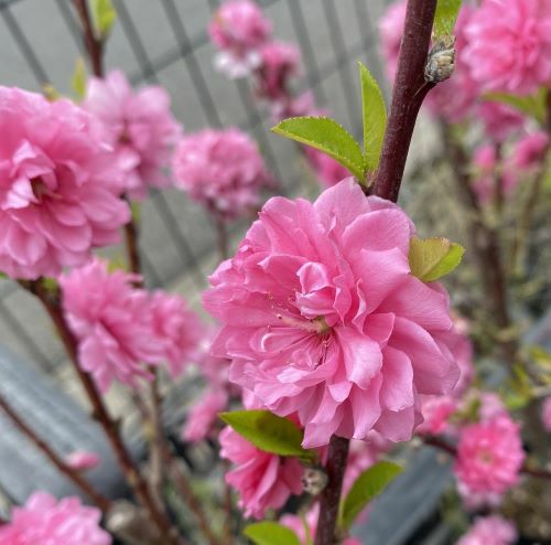 霞の里：花桃 ハナモモ 苗木 苗 はなもも | 日本花卉ガーデンセンター