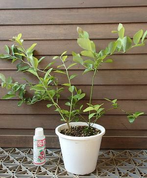 鉢植え】ブルーベリー2本セット植え（ラビットアイ系）：果樹苗 | 日本