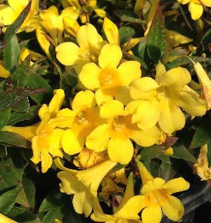 カロライナジャスミン（ポット植え） 苗 苗木 | 日本花卉ガーデン