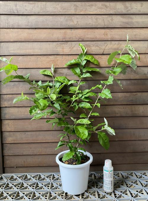 鉢植え】 夏グミ（ナツグミ）：果樹苗 | 日本花卉ガーデンセンター(本店)
