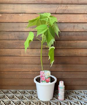 酔芙蓉（スイフヨウ） 5寸鉢植え | 日本花卉ガーデンセンター(本店)