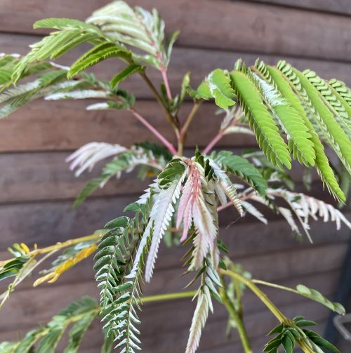 斑入り葉ネムの木 向野錦 （白斑ネムノキ） 6寸鉢植え | 日本花卉