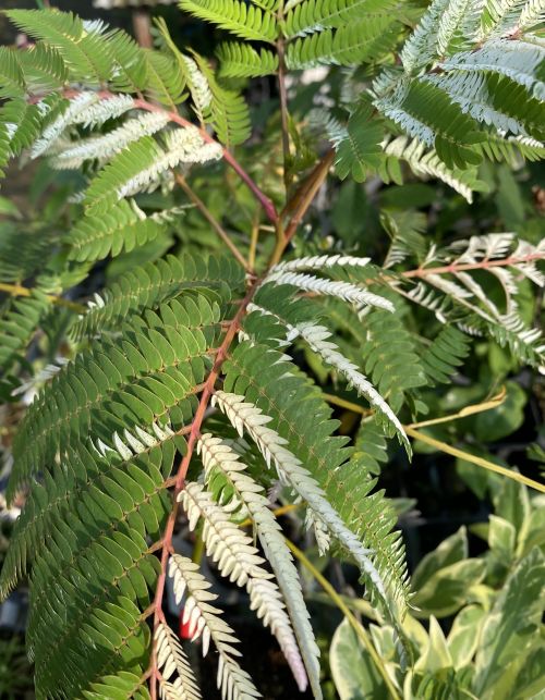 斑入り葉ネムの木 向野錦 （白斑ネムノキ） 6寸鉢植え | 日本花卉