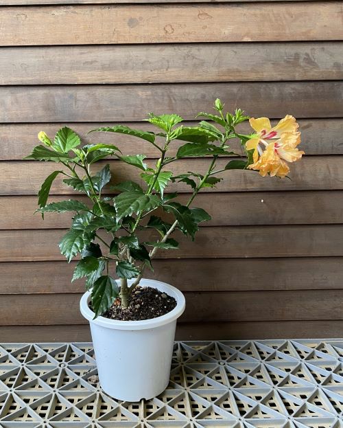 鉢植え】 ハイビスカス イエローフラミンゴ（レモンフラミンゴ