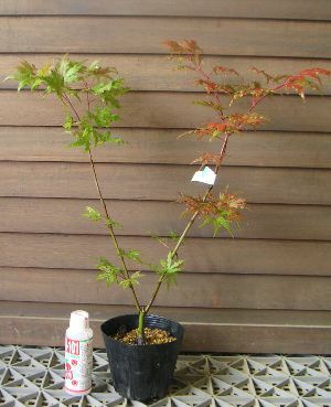 赤鴫立沢 紅葉（アカシギタツサワ モミジ） | 日本花卉ガーデン