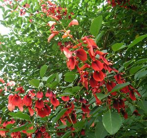 矮性 アメリカデイゴカイコウズ（海紅豆) 5寸鉢植え | 日本花卉