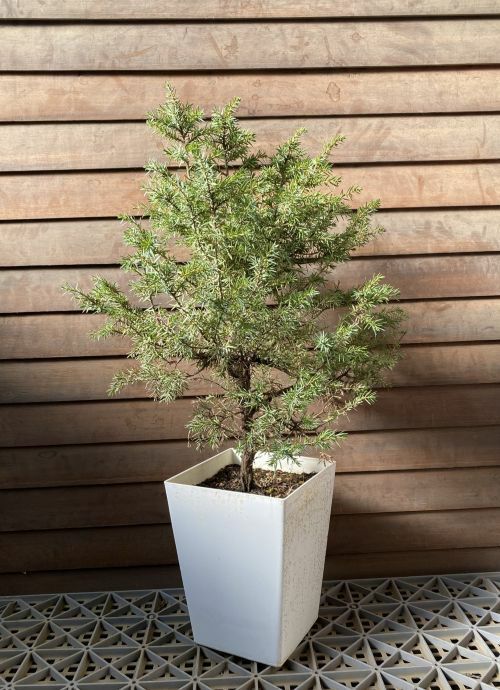 現品 立性姫杜松（タチセイヒメトショウ） 6寸鉢植え | 日本花卉