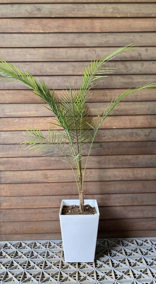 希少　ブラジル　ヒメヤシ　陶器鉢　植え込み発送 ヒメココスヤシ 6寸スクエア鉢植え ブラジルヒメヤシ 観葉植物