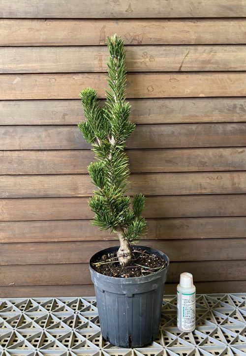 寸梢 黒松 6寸鉢植え | 日本花卉ガーデンセンター(本店)