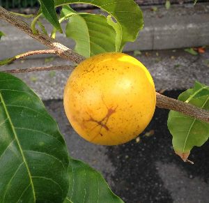 13800  特選　アビウ苗　希少フルーツ　観葉植物　鉢栽培 アビウ 特選実生苗 今季の強剪定済み1鉢 アビウ｜Yahoo!フリマ（旧