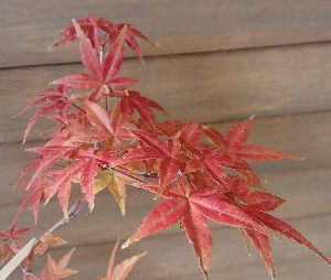 赤い葉 出猩々 紅葉 出猩 紅葉 デショウジョウモミジ 4寸ポット植え 接ぎ木