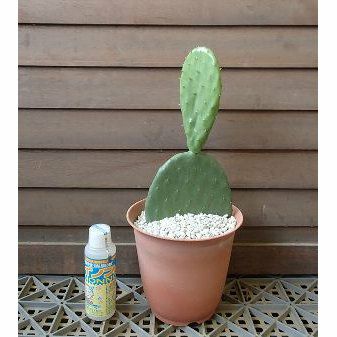 バーバンクウチワサボテン（ステーキサボテン）＊1株植え | 日本花卉