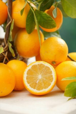 レモン スイートレモネード：果樹苗 ＊4寸ポット植え | 日本花卉