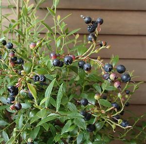 ワイルドブルーベリー ビルベリー 5寸鉢植え ：果樹苗 | 日本花卉